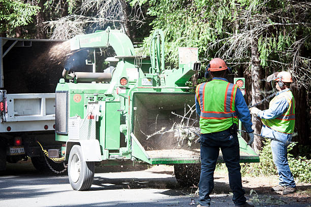 Best Tree Mulching  in Garden Acres, CA