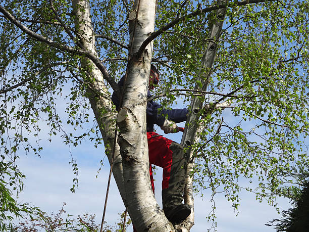 Reliable Garden Acres, CA Tree Services Solutions